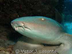  nurse shark at forest dive site in Parguera area,Puerto ... by Victor J. Lasanta 